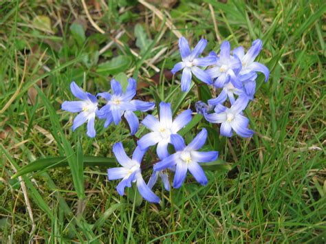 Early Flower