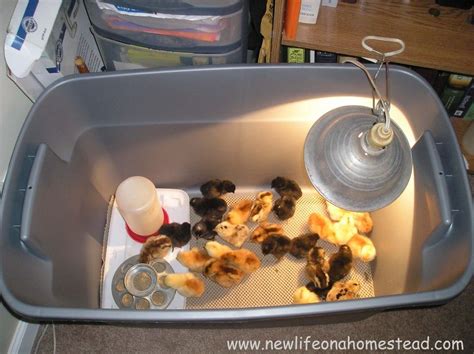 Raising Baby Chicks Brooder Box Basics New Life On A Homestead