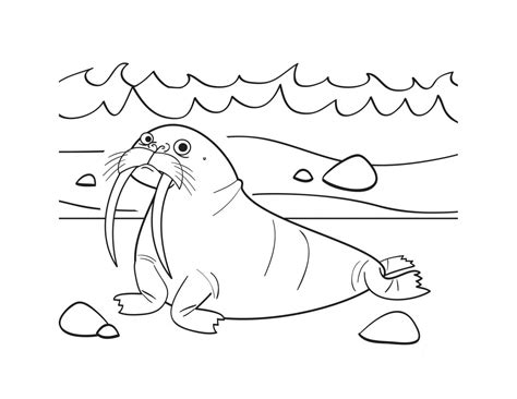 Walrus Coloring Pages Seal Drawing Cartoon Animal Antarctica Kids Cute