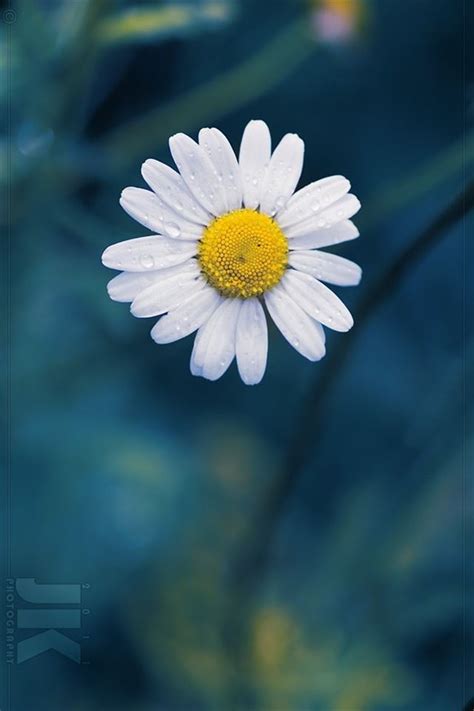 Daisy Flower Iphone 4s Wallpapers Free Download