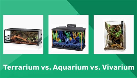 Terrarium Vs Aquarium Vs Vivarium The Differences Explained Pet Keen