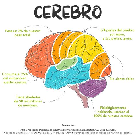 Cerebro Humano Y Sus Partes Cerebro Humano El Cereb Vrogue Co