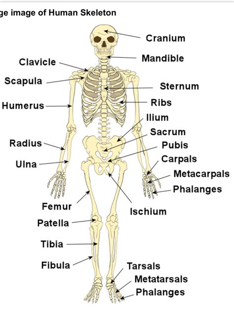 Human Skeleton Yahoo Search Results Yahoo Image Search Results