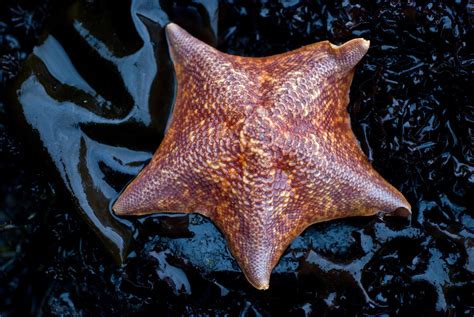 What We Know And Dont Know About The Sea Star Die Off Kqed Science