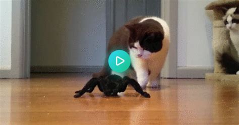 Cat Vs Remote Controlled Spider  On Imgur