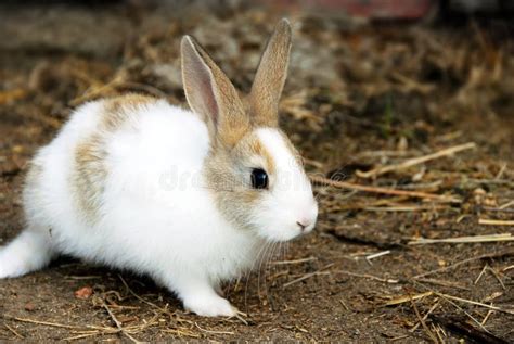 Bunny Rabbit Stock Photo Image Of Fluffy Farming Cute 20814898