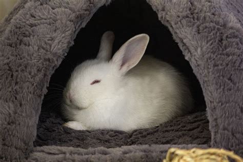 4 Free Sleepy Bunny And Rabbit Images Pixabay