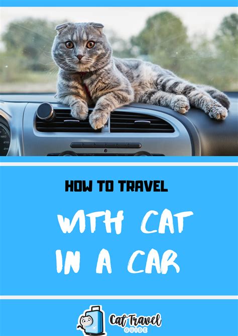 How To Travel With Cat In A Car Cat Travel Cats Car Cat
