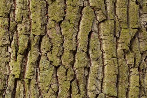 Tree Bark Texture Copyright Free Photo By M Vorel Libreshot