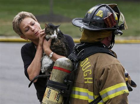 Firefighters Rescue Cat From Devastating Fire Cat Rescue Saving Cat Cats