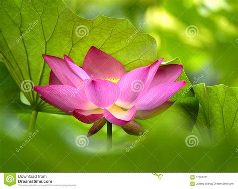 Blooming Lotus Stock Image Image Of Flora Decoration 57867701