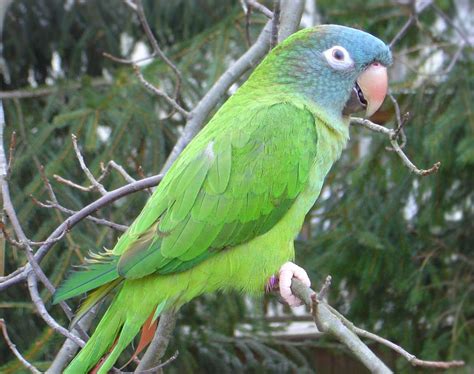 Most Beautiful Parrots ~ Explore Amazing World