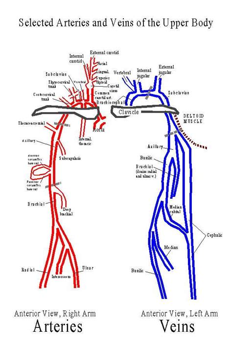 Upper Limb Anatomy Page 2