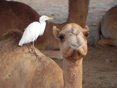 Camel And Bird Free Stock Photo Public Domain Pictures