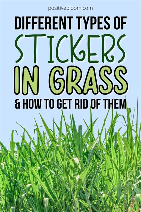 Different Types Of Stickers In Grass And How To Get Rid Of Them
