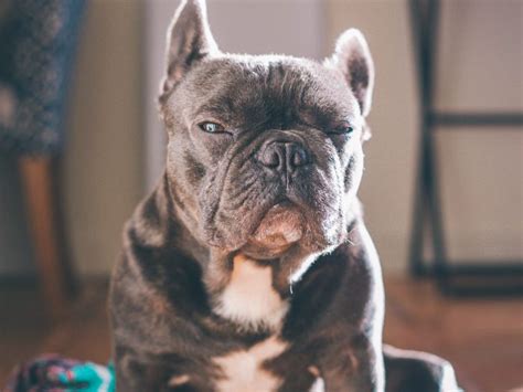 Understanding French Bulldog Aggression Causes Signs And Solutions