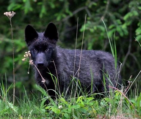 Black Wolf Pup North American Wolf Black Wolf Wolf Pup