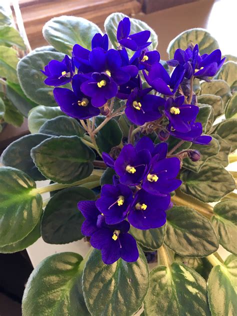 Deep Purple African Violets Planting Flowers Plants African Violets