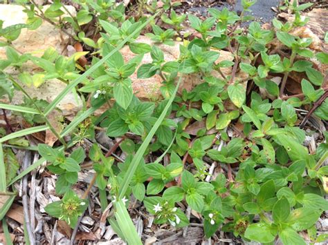 Now Is The Time To Prevent Summer Weeds Uf Ifas Extension Santa Rosa County