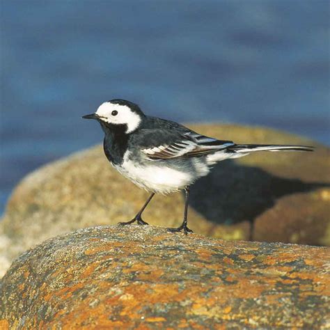 The Pied Wagtail Birds To Look Out For In Your Garden Part 5