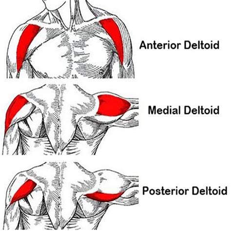 Deltoid Muscle Anatomy And Strengthening Exercises Shoulder Workout