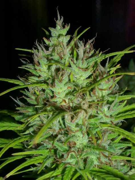 Конопля, каннабис, план, анаша, ганджа, трава, травка, шмаль, ганджубас, гравицап, дурь, драп, дубас, дуст, гага, косяк, шала, зелень, мариванна, хэш, стафф, дудка. Marihuana como terapia en la enfermedad de crohn | Crohn ...