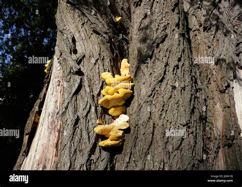 Yellow Tree Fungus High Resolution Stock Photography And Images Alamy