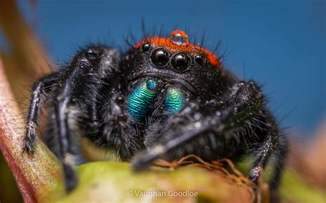 [no Id Needed] This Colorful Jumping Spider Wearing A Tiny Water Droplet Hat Phidippus