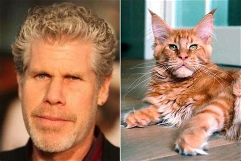 11 Cats Who Look Exactly Like Famous Celebrities Ron Perlman Gorgeous Cats Pretty Cats Silly