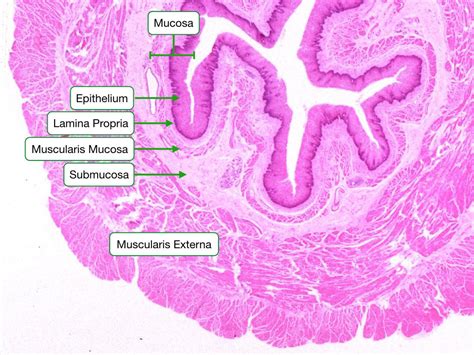 Myenteric Plexus Histology Labeled