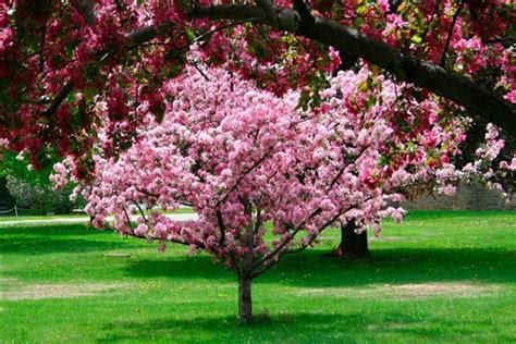 Pink Flowering Trees