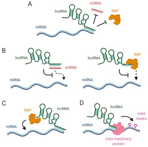 ncrna free full text the role of lncrnas in gene expression regulation through mrna