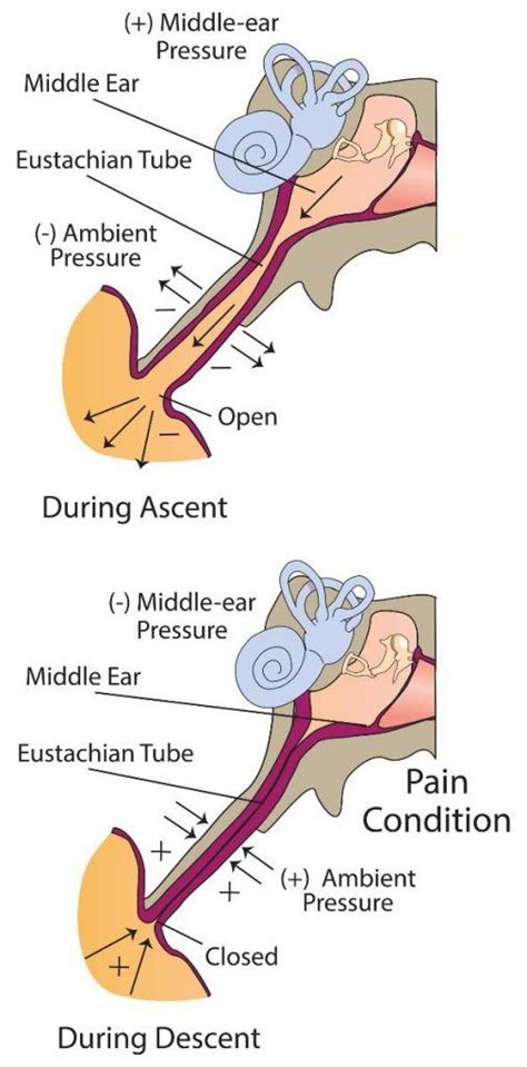 Barotrauma And Scuba Diving Eusrachian Tube Dysfunction Middle Ear