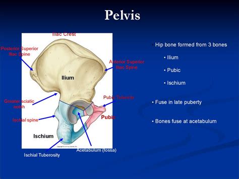 Pelvic Anatomy Ischial Tuberosity Human Anatomy