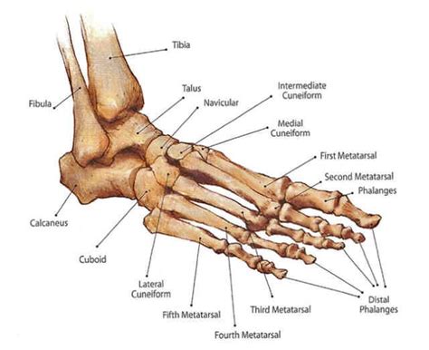 What Are The Leg Bones Of The Human Body Bones Of The Leg Learn