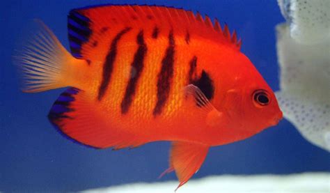 5 Prettiest Saltwater Reef Tank Fish Hygger