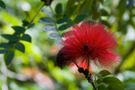 Hawaiian Flower Red Pua Lehua Ohia Blossom Allan Foster Flickr