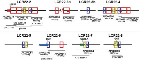 figure 1 from hominoid lineage specific amplification of low copy repeats on 22q11 2 lcr22s