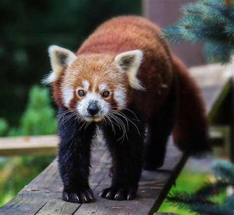 Red Panda Ailurus Fulgens Red Panda Panda Cutest Animals On Earth