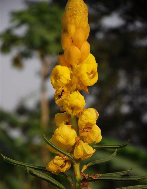 Cassia Alata Butterfly Candlestick Bush Seeds 4 Sale Here On Line Oz 4