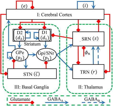 Framework Of The Basal Ganglia Corticothalamic Bgct Network Used In
