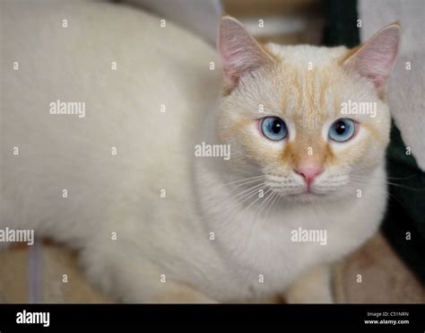 A Portrait Of A Flame Point Siamese Cat Otherwise Known As An Oriental