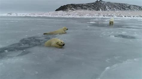 Russia Remote Chukotka Town Sees Polar Bear Invasion As Sea Remains