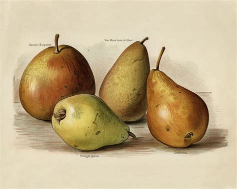 Vintage Illustration Of Pear Digitally Free Photo Illustration Rawpixel