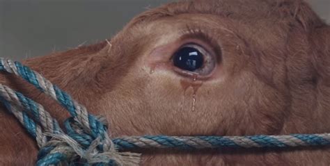 Terrifiée Cette Vache Qui Pleure En Réalisant Ce Qui Lui Arrive émeut Le Web Entier Cocktail