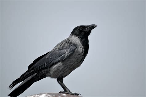 Black And Gray Bird · Free Stock Photo