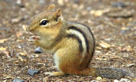 Chipmunk Portrait Whitby Ontario Ricky Wong Flickr