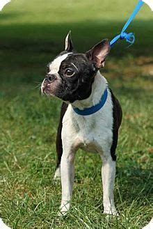 Midwest boston terrier rescue po box 297, kent city, mi 49330. Various Cities in the entire Southeast, #KY - #Adoptable # ...