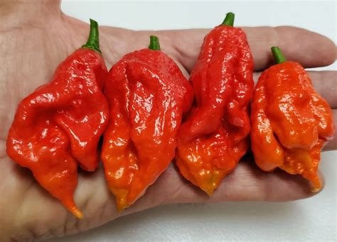 Mutant X Pepper Seeds Super Hot Chiles