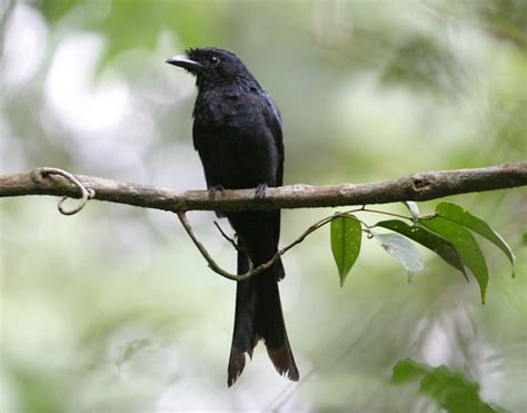 Sri Lankan Endemic Birds Konda Kawda Sri Lanka Drongo Dicrurus